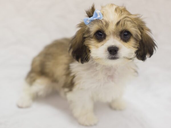 Cava Tzu-DOG-Female-Gold and White-11470-Petland Wichita, Kansas