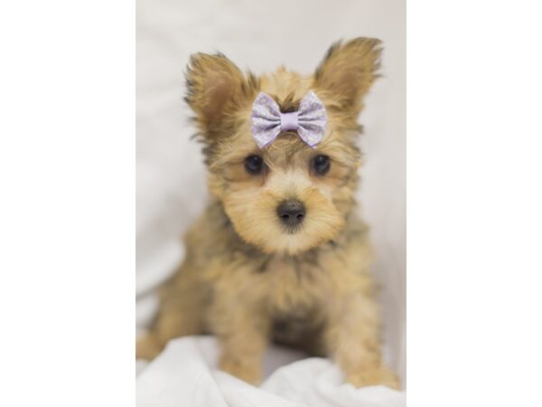 Silky Terrier DOG Female Gold 11469 Petland Wichita, Kansas