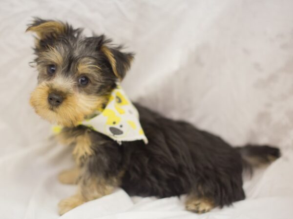 Silky Terrier DOG Male Silver, Black and Tan 11468 Petland Wichita, Kansas