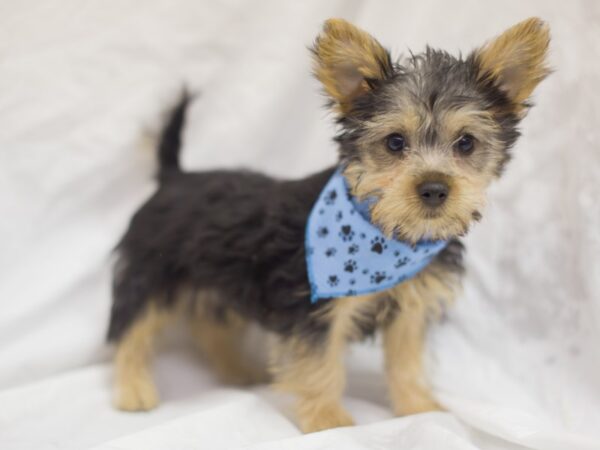 Silky Terrier-DOG-Male-Silver, Black and Tan-11467-Petland Wichita, Kansas