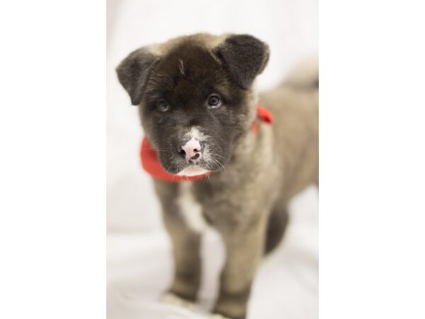 Akita DOG Male Gray and Black 11466 Petland Wichita, Kansas