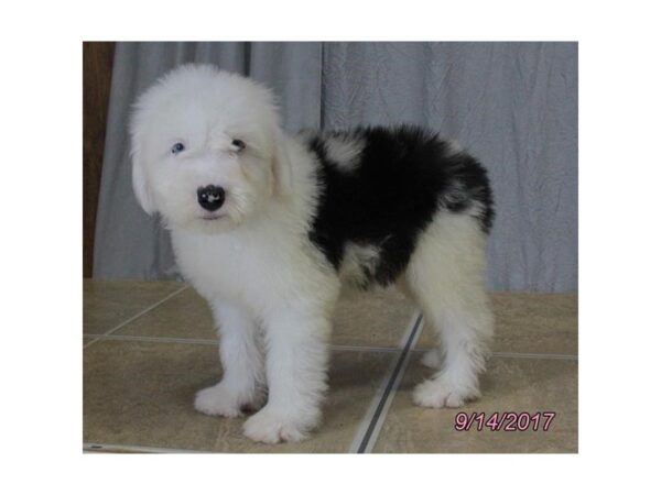 Old English Sheepdog DOG Male White / Black 11578 Petland Wichita, Kansas