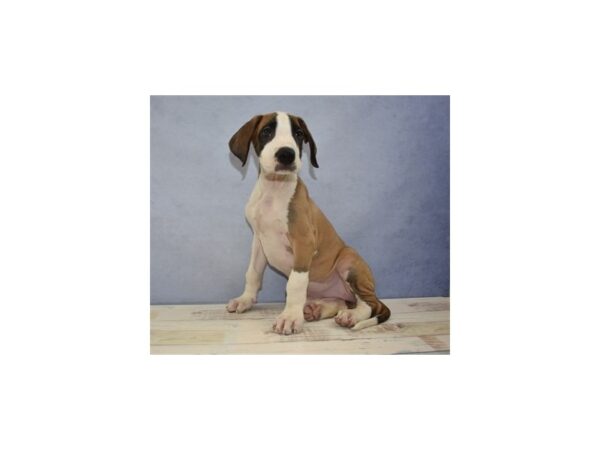 Great Dane DOG Female Fawn 11515 Petland Wichita, Kansas