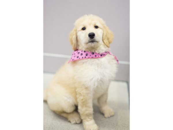 2nd Generation Goldendoodle-DOG-Female-Golden-11514-Petland Wichita, Kansas