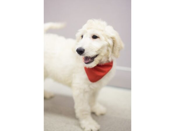 2nd Generation Goldendoodle DOG Male Golden 11513 Petland Wichita, Kansas