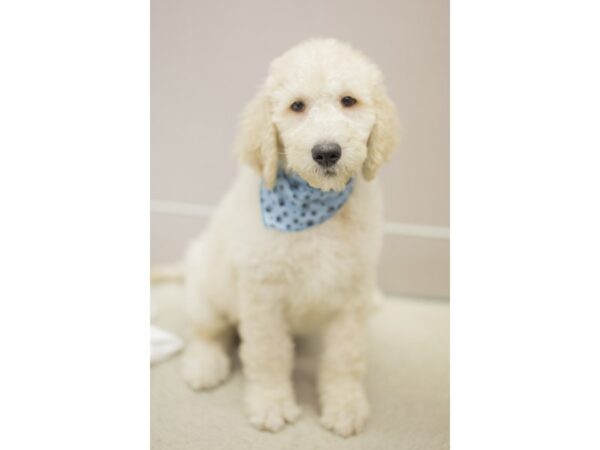 2nd Generation Goldendoodle DOG Male Golden 11512 Petland Wichita, Kansas