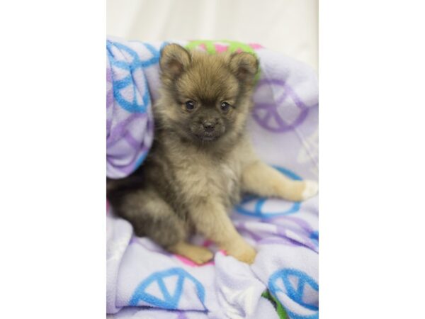 Pomeranian DOG Female Sable 11511 Petland Wichita, Kansas