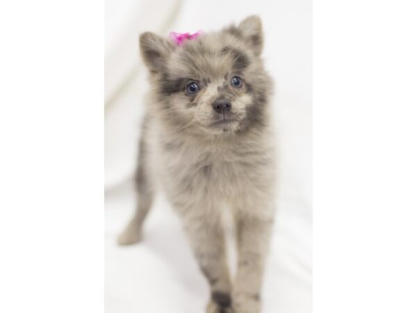 Pomeranian DOG Female Blue Merle 11510 Petland Wichita, Kansas