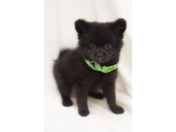 Pomeranian DOG Male Black 11509 Petland Wichita, Kansas