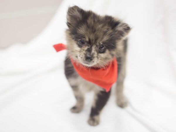 Pomeranian DOG Male Blue Merle 11508 Petland Wichita, Kansas