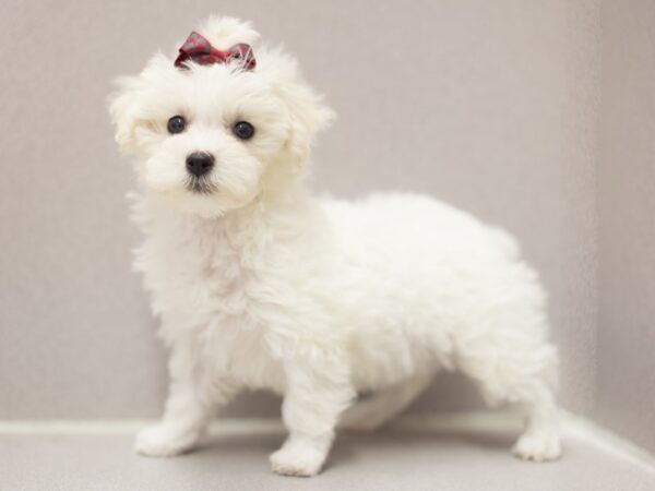 Toy MaltiPoo DOG Female White 11507 Petland Wichita, Kansas