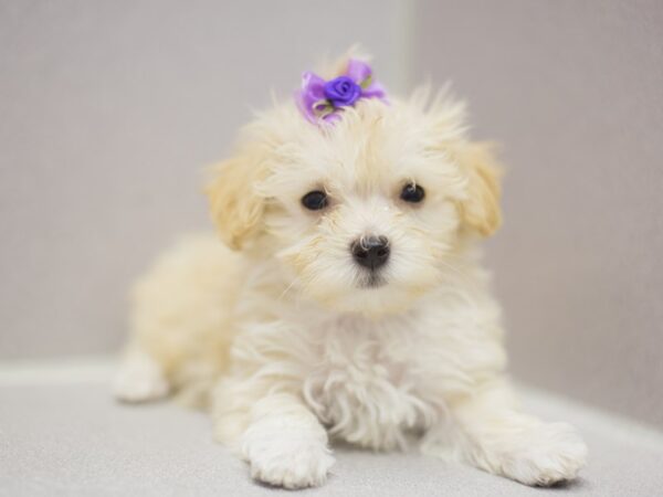 Toy MaltiPoo DOG Female Blonde 11506 Petland Wichita, Kansas