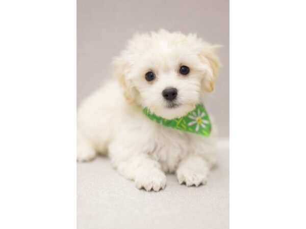 Toy MaltiPoo-DOG-Male-Blonde-11505-Petland Wichita, Kansas
