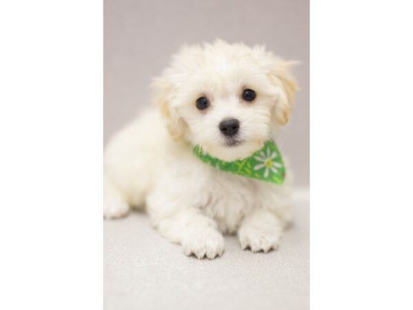 Toy MaltiPoo DOG Male Blonde 11505 Petland Wichita, Kansas