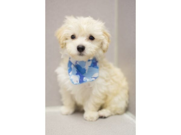 Toy MaltiPoo DOG Male Blonde 11504 Petland Wichita, Kansas