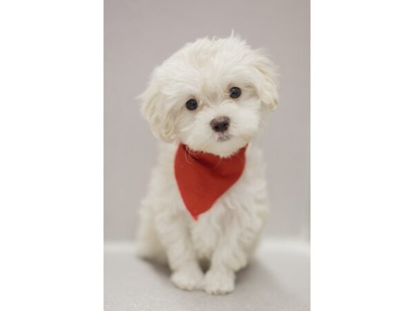 Toy MaltiPoo DOG Male Blonde 11503 Petland Wichita, Kansas