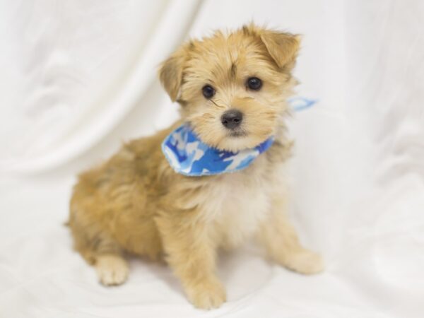 Morkie DOG Male Red 11502 Petland Wichita, Kansas