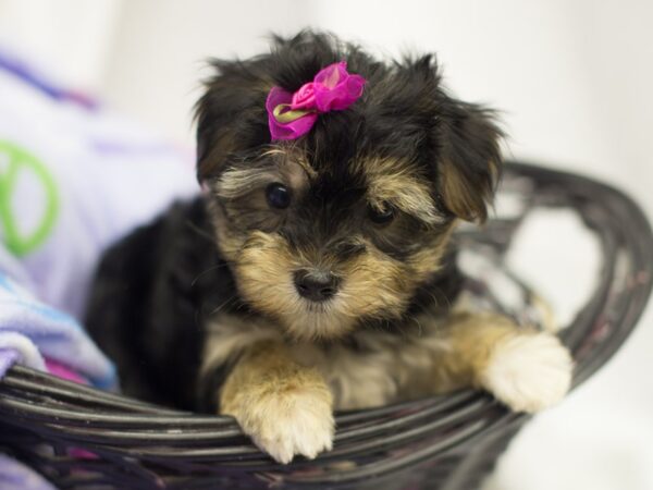 Morkie DOG Female Black and Tan 11500 Petland Wichita, Kansas