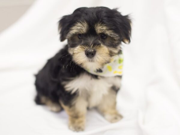 Morkie-DOG-Male-Black and Tan-11499-Petland Wichita, Kansas