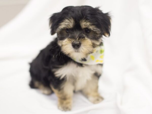 Morkie DOG Male Black and Tan 11499 Petland Wichita, Kansas