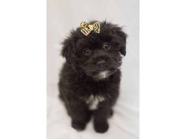 Havapoo-DOG-Female-Black-11498-Petland Wichita, Kansas