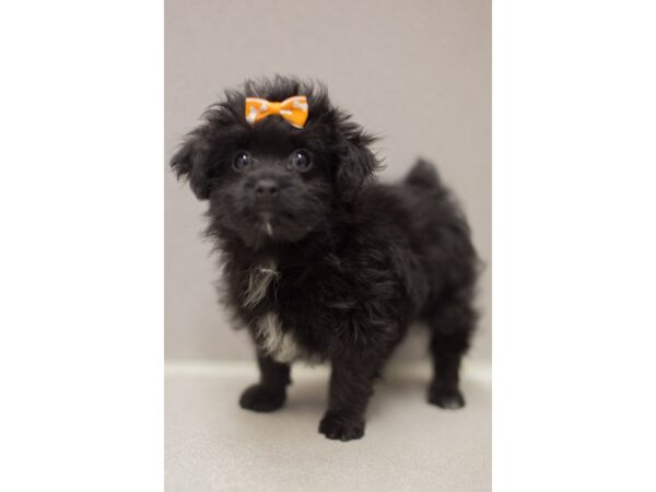 Havapoo DOG Female Black 11497 Petland Wichita, Kansas