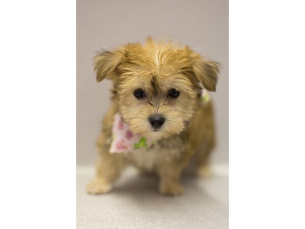 Morkie DOG Female Red 11501 Petland Wichita, Kansas