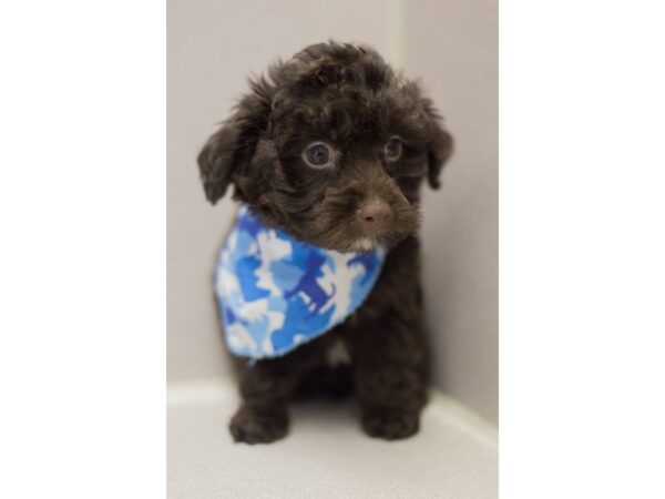 Havapoo-DOG-Female-Chocolate-11496-Petland Wichita, Kansas