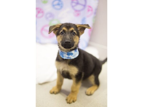 German Shepherd DOG Male Black and Tan 11495 Petland Wichita, Kansas