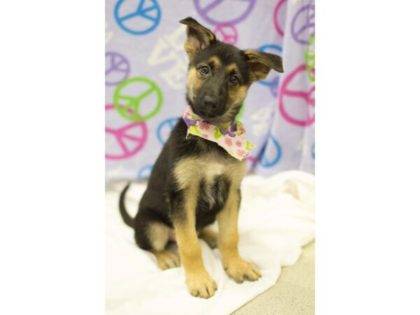 German Shepherd DOG Female Black and Tan 11494 Petland Wichita, Kansas