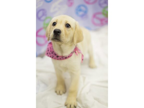 Labrador Retriever-DOG-Female-Yellow-11493-Petland Wichita, Kansas