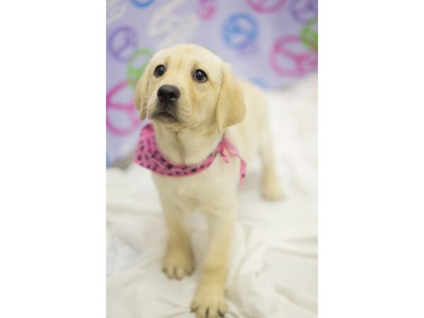 Labrador Retriever DOG Female Yellow 11493 Petland Wichita, Kansas