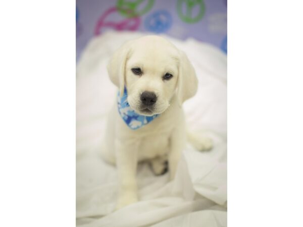 Labrador Retriever-DOG-Male-Yellow-11492-Petland Wichita, Kansas