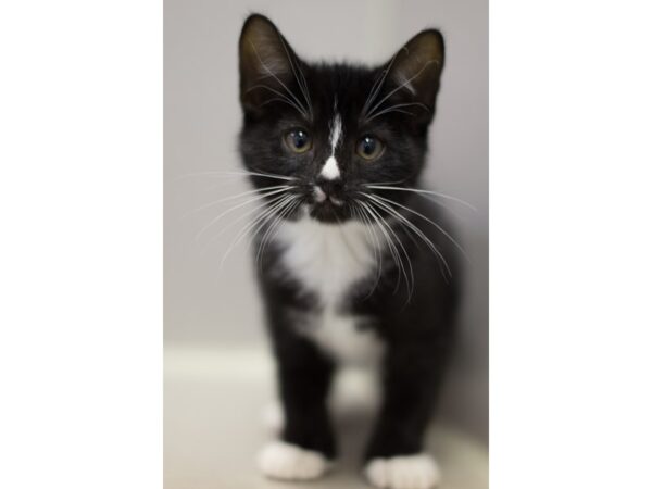 Domestic Medium Hair-DOG-Male-Black and White-11548-Petland Wichita, Kansas