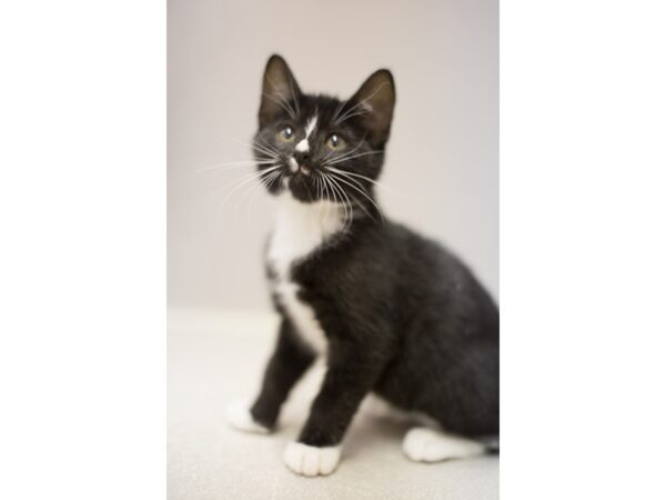 Domestic Medium Hair DOG Male Black and White 11547 Petland Wichita, Kansas