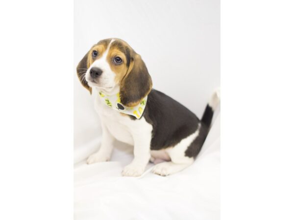 Beagle DOG Male Tril Color 11544 Petland Wichita, Kansas