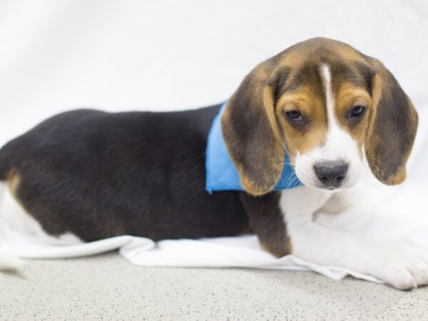 Beagle DOG Male Tril Color 11543 Petland Wichita, Kansas