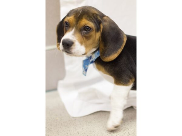 Beagle-DOG-Male-Tril Color-11542-Petland Wichita, Kansas