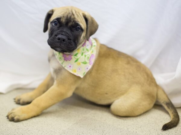 Bull Mastiff DOG Female Fawn with Black Mask 11541 Petland Wichita, Kansas