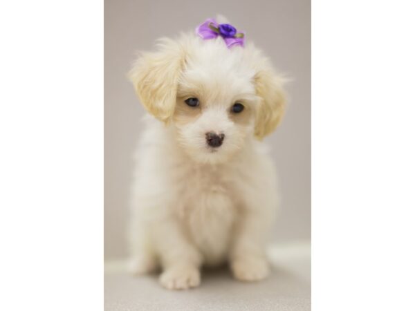 Toy ShihPoo DOG Female White 11540 Petland Wichita, Kansas