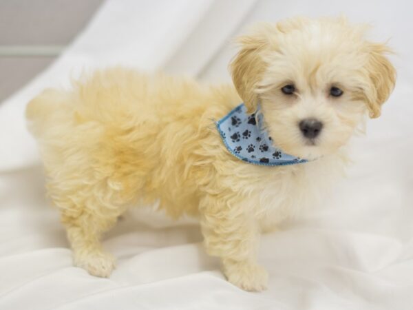 Toy ShihPoo DOG Male Brown 11539 Petland Wichita, Kansas