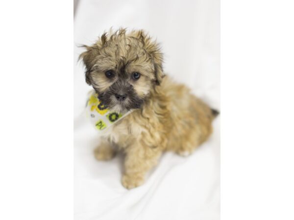 Toy ShihPoo DOG Male Gold 11538 Petland Wichita, Kansas