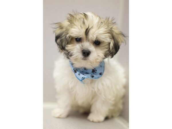 Toy ShihPoo DOG Male Brown and White 11537 Petland Wichita, Kansas