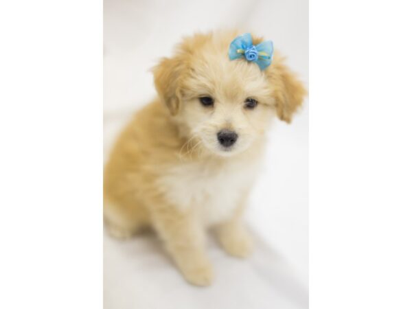 Toy Pompoo DOG Female Red 11536 Petland Wichita, Kansas