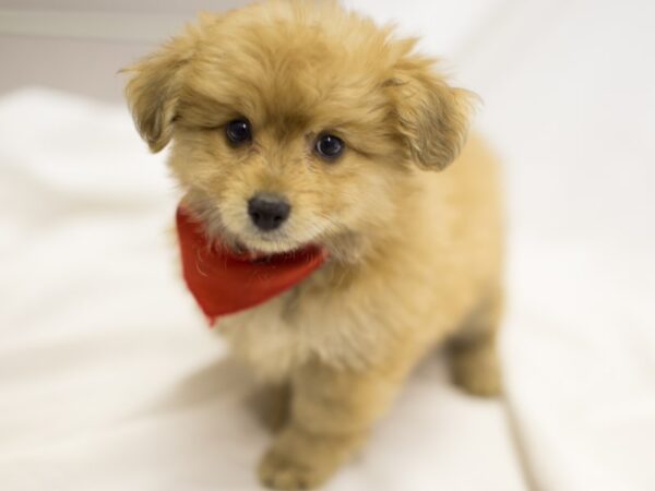 Toy Pompoo-DOG-Male-Red-11535-Petland Wichita, Kansas