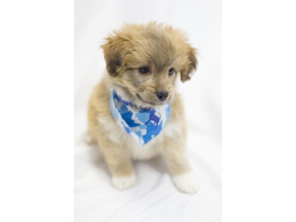 Toy Pompoo DOG Male Sable 11534 Petland Wichita, Kansas