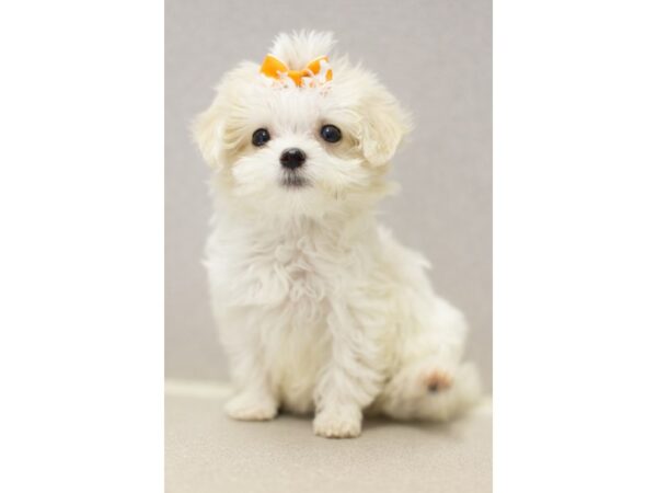 Toy MaltiPoo-DOG-Female-White-11532-Petland Wichita, Kansas