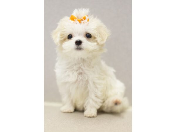 Toy MaltiPoo DOG Female White 11532 Petland Wichita, Kansas