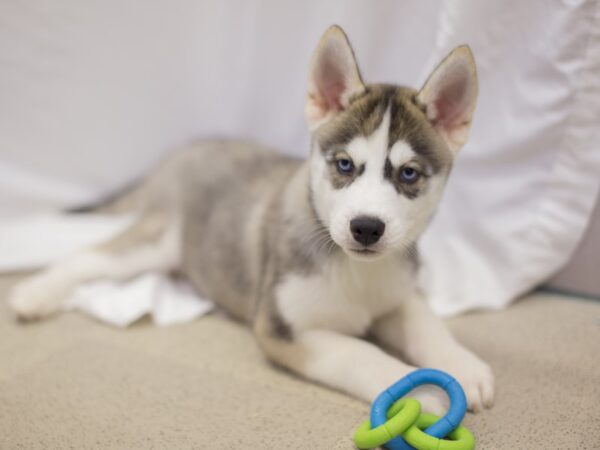 Siberian Husky DOG Male Red, Gray and White 11531 Petland Wichita, Kansas