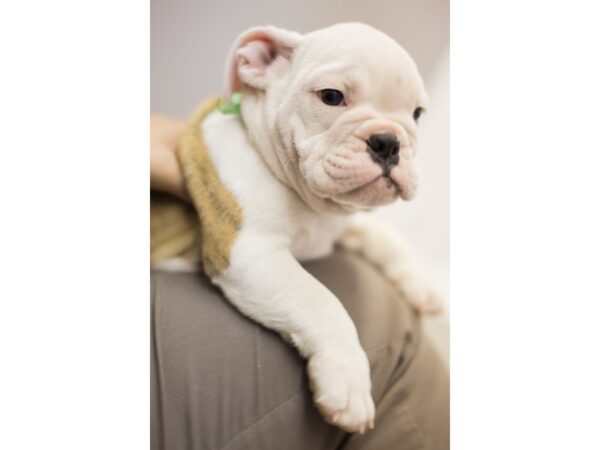 English Bulldog-DOG-Male-Red Brindle and White-11530-Petland Wichita, Kansas